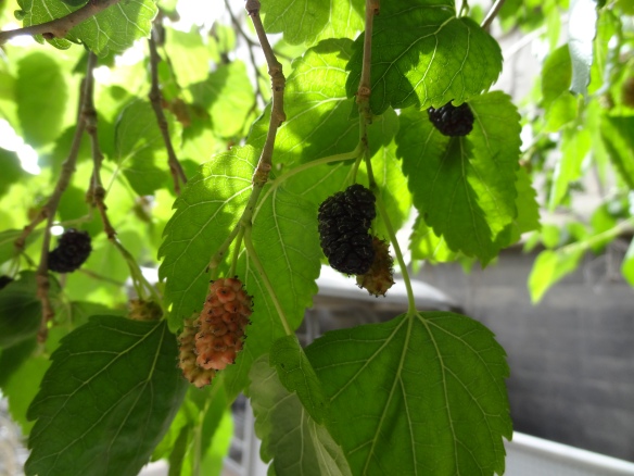 Mulberry on the Tree!
