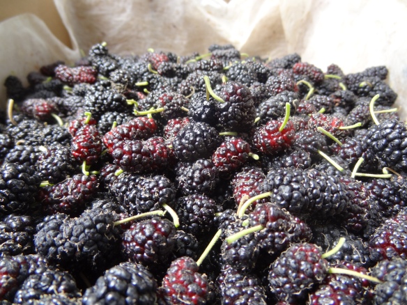 Mulberries in a box!